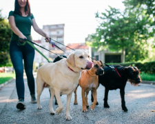 Як і коли вигулювати собаку - фото з відкритих джерел