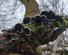  Фото: "Гриби України".