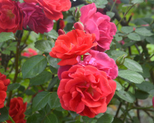 У Криворізькому ботсаду почався сезон цвітіння троянд 