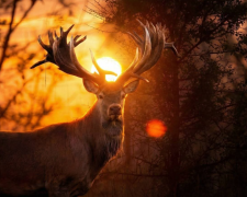 Олень, що мав принести Україні Гран-прі, загинув від кулі - фото з відкритих джерел