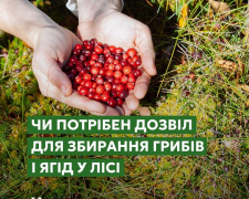Грибників штрафують: за що можуть покарати криворіжців в лісі