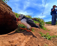 Робота серед тисяч птахів: як пожити безкоштовно на острові в Уельсі - фото з відкритих джерел