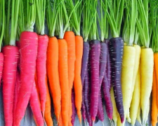Який колір моркви найкорисніший: пояснюємо просто - фото з відкритих джерел