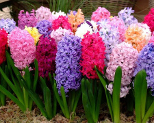 Догляд за гіацинтами - фото з відкритих джерел