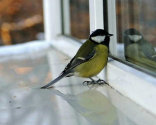 Пернаті вісники: що пророкують птахи біля вашого вікна - фото з відкритих джерел