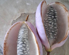 фото Вікторії Тротнер