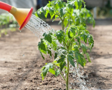 Що посадити біля помідорів, щоб захистити їх від шкідників - фото з відкритих джерел