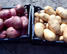 Біла vs фіолетова: хто переможе у битві за ваше здоров’я - фото з відкритих джерел