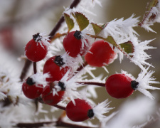 Світіння морозу: чому іній виглядає як казка - фото з відкритих джерел