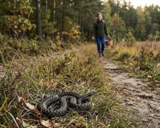 Фото з відкритих джерел