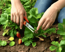 Як підготувати кущі до нового врожаю після збору ягід - фото з відкритих джерел