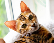 Що приховує котяча поведінка - фото з відкритих джерел