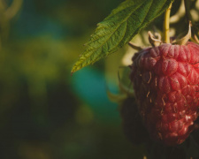 Що і коли садити в липні - фото з відкритих джерел