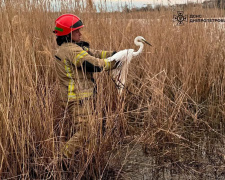 Чапля потрапила в пастку: рятувальники Кривого Рогу прийшли на допомогу - фото