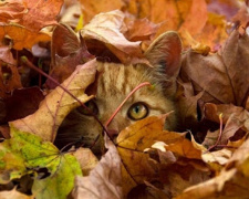 Іменини 14 листопада, фото з відкритих джерел