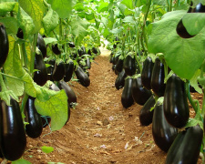 Як виростити сильні рослини та отримати рясне плодоношення - фото з відкритих джерел