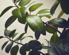 Фікус із живця: найпростіші методи укорінення - фото з відкритих джерел