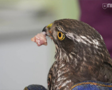 Фото ГО "Прихист"