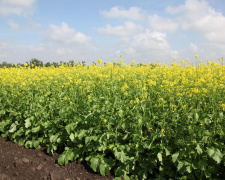 Гірчиця на городі: природний захист і підживлення ґрунту - фото з відкритих джерел
