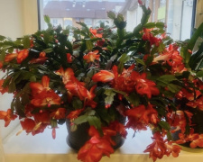 Як змусити різдвяник рясно цвісти - фото з відкритих джерел