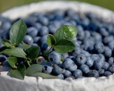 Як перетворити жменю ягід на власний урожай лохини - фото з відкритих джерел