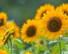 Соняшники цвістимуть до осені: прості правила посадки - фото з відкритих джерел