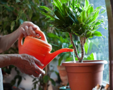 Полив квітів - фото з відкритих джерел