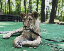 левиця Еліна, фото з відкритих джерел