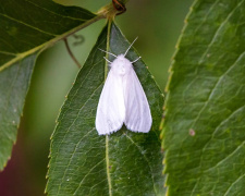 Як врятувати сад від навали білого метелика - фото з відкритих джерел