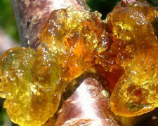 Що робити, якщо на плодовому дереві виступив клей - фото з відкритих джерел
