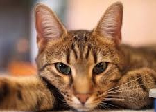 Таємна мова котів: сигнали, які не варто ігнорувати - фото з відкритих джерел