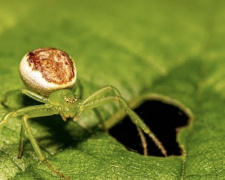 Фото Дніпропетровської обласної ЦКПХ 
