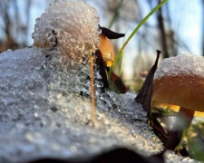 Не лише сніг: які гриби ростуть у лісі в грудні - фото з відкритих джерел