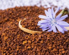 Чому варто спробувати цикорій і кому він може нашкодити - фото з відкритих джерел