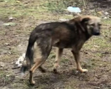 Из-за карантина по бешенству в Кривом Роге отказываются отловить стаю собак, которая держит в страхе весь район