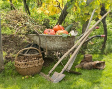 Вересневий сад та город: сприятливі дні для посадки та догляду - фото з відкритих джерел
