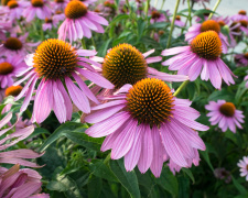 Яскравий акцент для клумби: що обрати і посадити у березні - фото з відкритих джерел