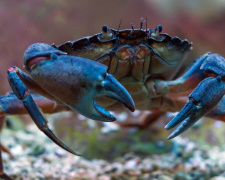 Блакитний краб, фото з відкритих джерел