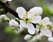 Нестійка весна: детальний прогноз погоди по днях в Україні - фото з відкритих джерел