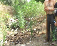 В Кривом Роге мужчина возле кладбища выращивал коноплю