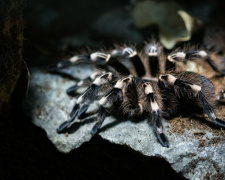 Фото з відкритих джерел