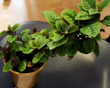 Літня пряність без проблем: поради Монті Дона - фото з відкритих джерел