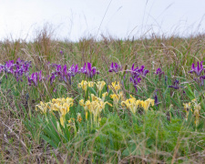Фото Анатолія Сальніка