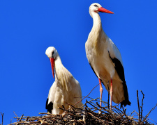 Одарка та Грицик - фото з відкритих джерел