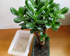 Нефритова рослина: як зберегти здоров’я та красу вашої товстянки - фото з відкритих джерел