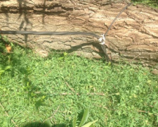 В Кривом Роге парк Мершавцева просит помощи горожан в борьбе с последствиями бури (фото)