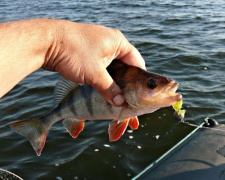  Чи справді риба виживає після повернення у воду - фото з відкритих джерел