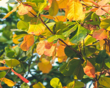 Що робити з опалим листям: поради для господарів - фото з відкритих джерел