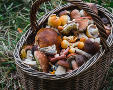 Смертельний делікатес: у Кривому Розі підлітки отруїлися грибами