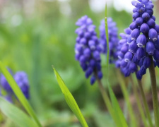 Погода в Україні різко змінюється: правда про спеку, заморозки і дощі - фото з відкритих джерел